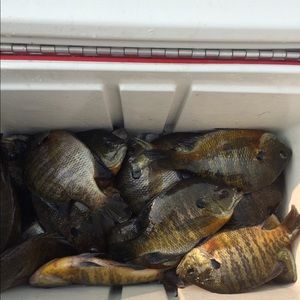 Meet your Posher, Syrene